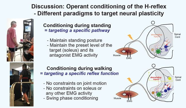 Operant conditioning of the H-reflex uses different paradigms to target neural plasticity. Conditioning during standing results in targeting a specific pathway. The standing posture and the level of target and antagonist EMG activity must be maintained. Conditioning during walking results in targeting a specific reflex function. There are no constraints on joint motion or EMG activity.